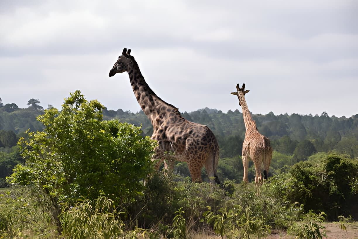 Arusha National Park