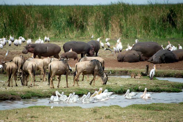Lake Manyara National Park