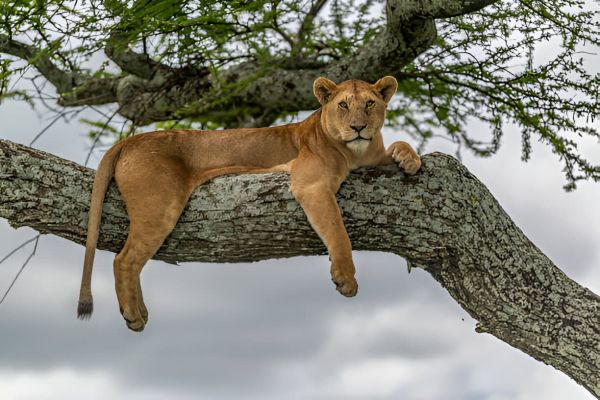 Tree-Climbing Lions