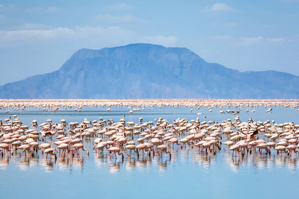Flamingos