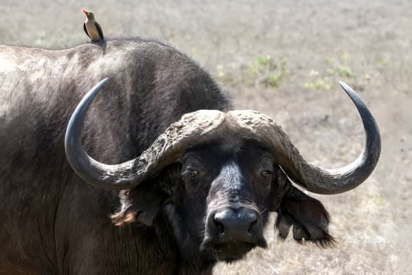 Description of image