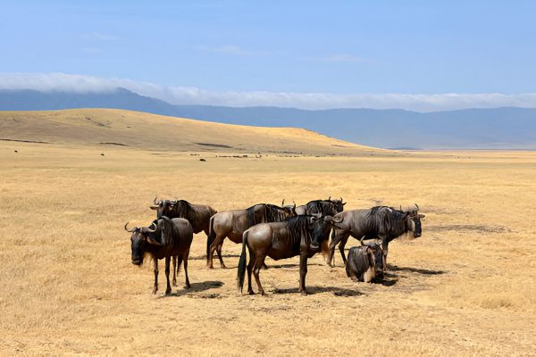 Description of image