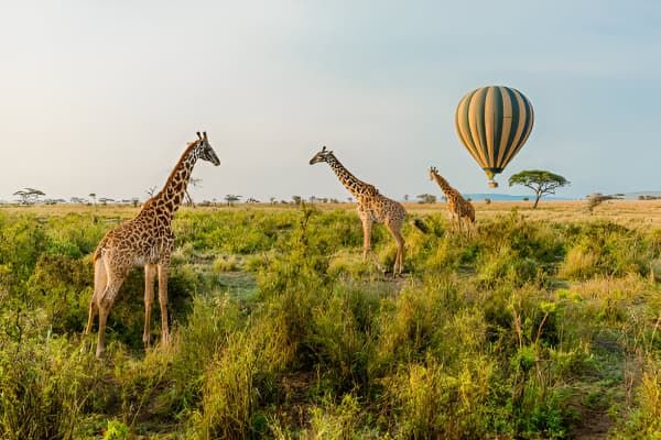 Tailor-Made Safaris