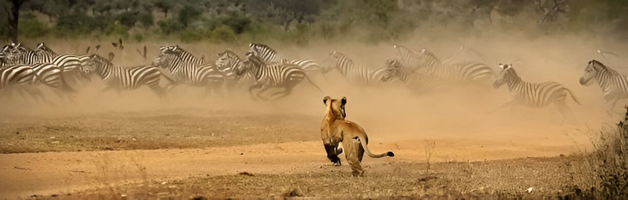 serengeti national park