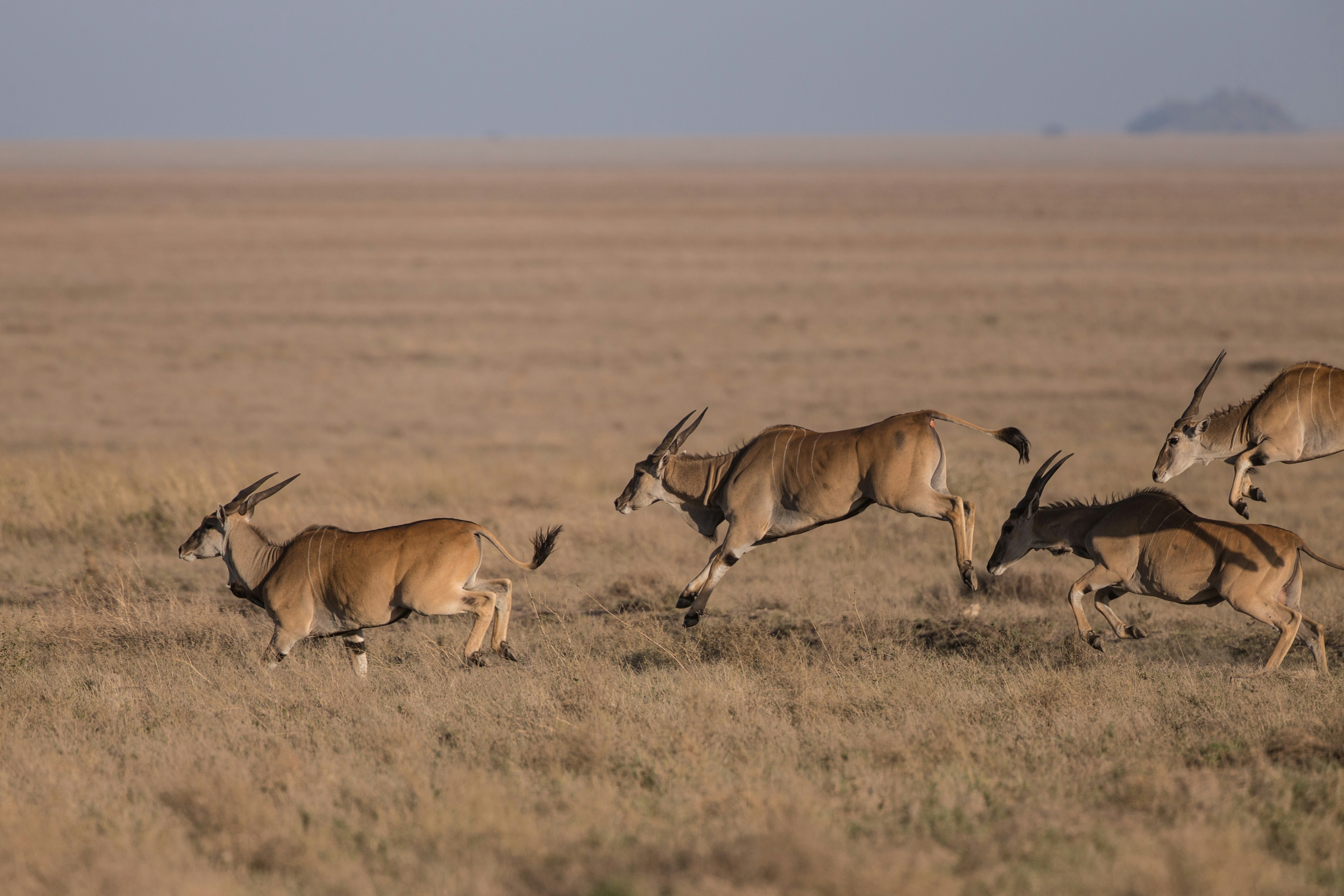 Tanzania Adventure Activities Hot Air Balloon Serengeti