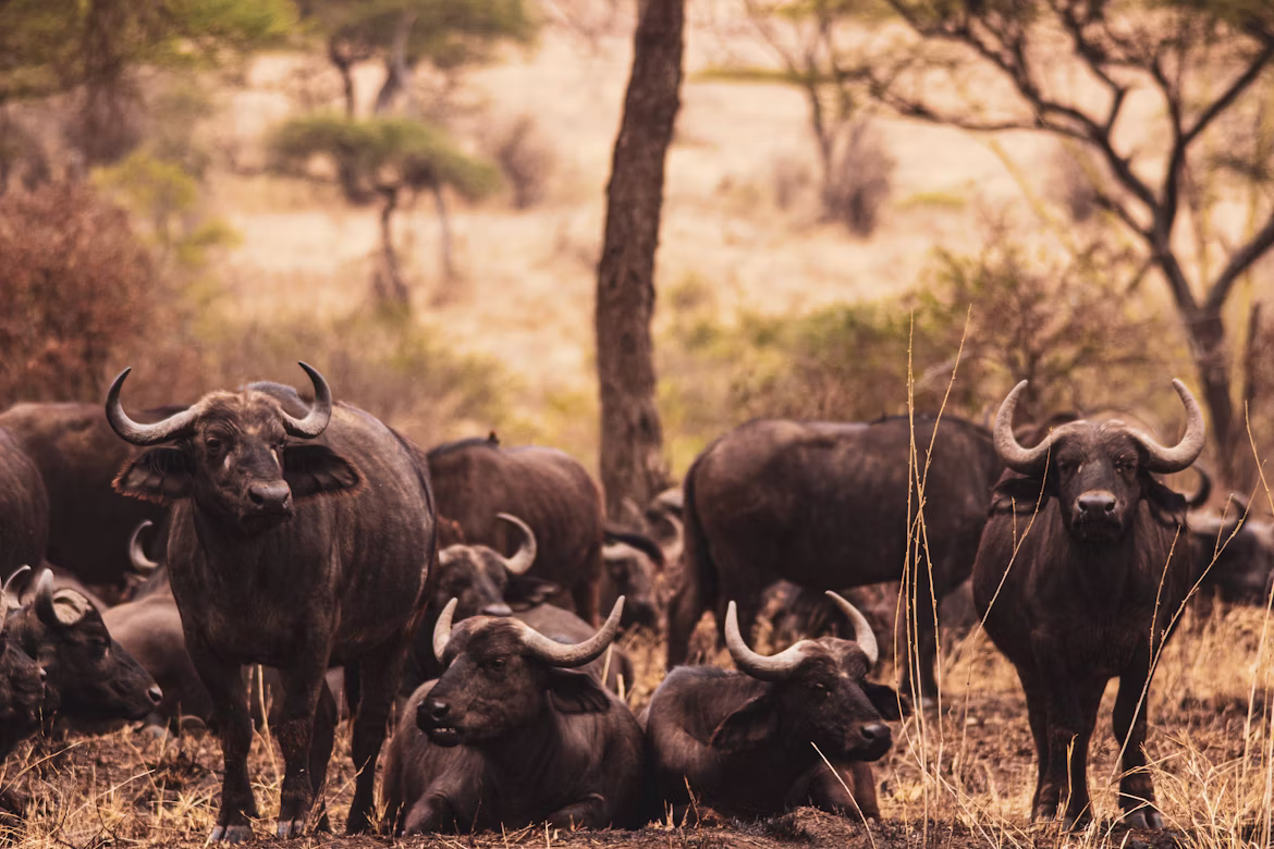 4-Day Big Five Exploration Safari