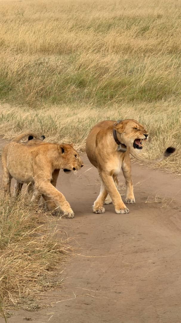2-Day Tanzania Wildlife Safari Package Serengeti Game Drive