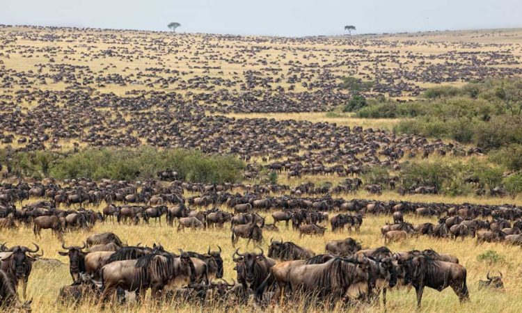3-Day Luxury Tarangire, Manyara and Ngorongoro Crater