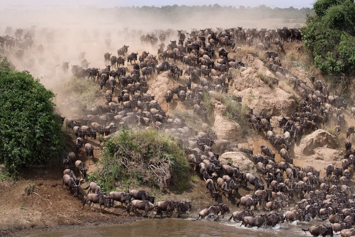 7-Day Best Great Migration River Crossing Safari & Tour