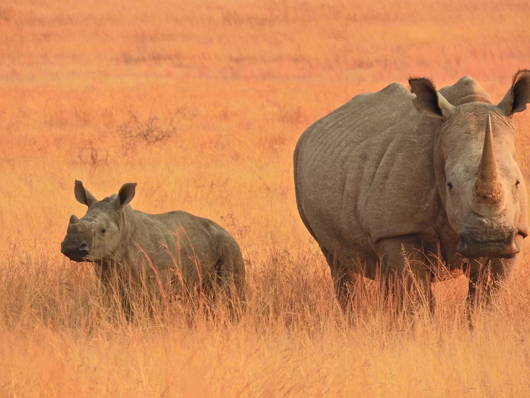 5-Day Mid-Range Safari, Ngorongoro & Serengeti National Park
